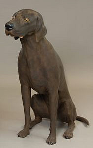 German Shorthaired Pointer - Position 2