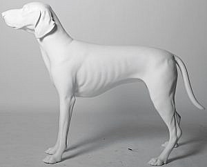 German Shorthaired Pointer - Position 1